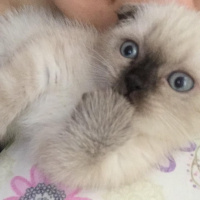 Scottish Fold, Kedi  Gofret fotoğrafı