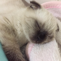 Scottish Fold, Kedi  Gofret fotoğrafı