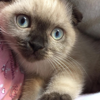 Scottish Fold, Kedi  Gofret fotoğrafı