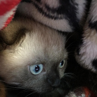 Scottish Fold, Kedi  Gofret fotoğrafı