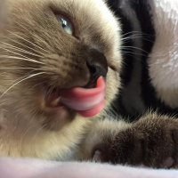 Scottish Fold, Kedi  Gofret fotoğrafı