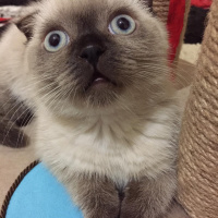 Scottish Fold, Kedi  Gofret fotoğrafı