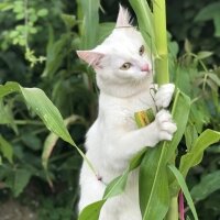 Ankara Kedisi, Kedi  Venüs fotoğrafı