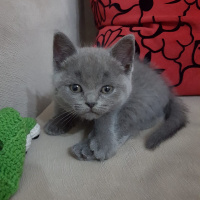 British Shorthair, Kedi  Maya fotoğrafı