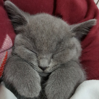 British Shorthair, Kedi  Maya fotoğrafı