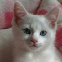 Ankara Kedisi, Kedi  Latte fotoğrafı