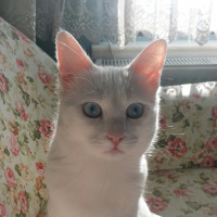 Ankara Kedisi, Kedi  Latte fotoğrafı