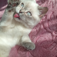 British Shorthair, Kedi  Müezza Oscar fotoğrafı