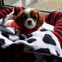 Cavalier King Charles Spanieli, Köpek  miu fotoğrafı