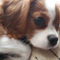 Cavalier King Charles Spanieli, Köpek  miu fotoğrafı