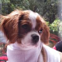 Cavalier King Charles Spanieli, Köpek  miu fotoğrafı