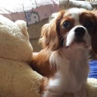 Cavalier King Charles Spanieli, Köpek  miu fotoğrafı