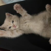 British Shorthair, Kedi  Pablo fotoğrafı