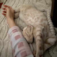 British Shorthair, Kedi  Pablo fotoğrafı