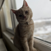 British Shorthair, Kedi  Pablo fotoğrafı