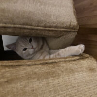 British Shorthair, Kedi  Pablo fotoğrafı