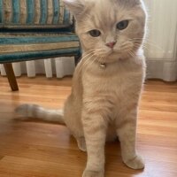 British Shorthair, Kedi  Pablo fotoğrafı