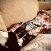 Tuxedo (Smokin) Kedi, Kedi  Boli fotoğrafı