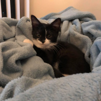 Tuxedo (Smokin) Kedi, Kedi  Boli fotoğrafı