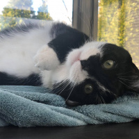 Tuxedo (Smokin) Kedi, Kedi  Boli fotoğrafı