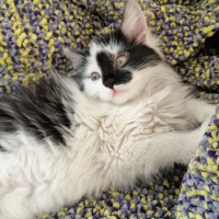 Tekir Kedi, Kedi  kara bela fotoğrafı