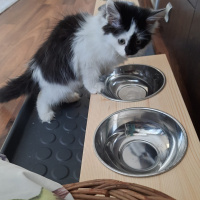 Tekir Kedi, Kedi  kara bela fotoğrafı