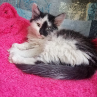 Tekir Kedi, Kedi  kara bela fotoğrafı