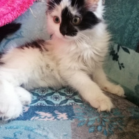 Tekir Kedi, Kedi  kara bela fotoğrafı