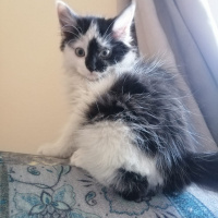 Tekir Kedi, Kedi  kara bela fotoğrafı