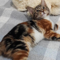 Bengal, Kedi  Cici fotoğrafı