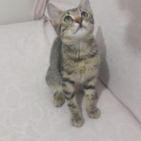 Tekir Kedi, Kedi  Ateş fotoğrafı