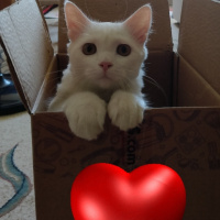 Van Kedisi, Kedi  Oliver fotoğrafı