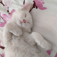 Van Kedisi, Kedi  Oliver fotoğrafı