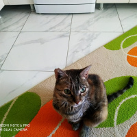 Tekir Kedi, Kedi  Leyla fotoğrafı