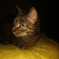 Tekir Kedi, Kedi  Leyla fotoğrafı