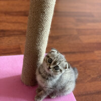 Scottish Fold, Kedi  Luna fotoğrafı