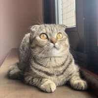 Scottish Fold, Kedi  Luna fotoğrafı