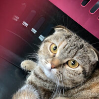 Scottish Fold, Kedi  Luna fotoğrafı