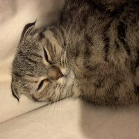 Scottish Fold, Kedi  Luna fotoğrafı