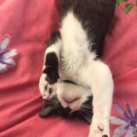 Tekir Kedi, Kedi  Gece fotoğrafı