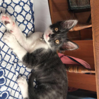 Tekir Kedi, Kedi  Gece fotoğrafı