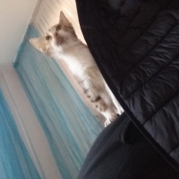 Tekir Kedi, Kedi  karamel fotoğrafı