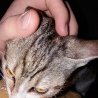 Tekir Kedi, Kedi  karamel fotoğrafı