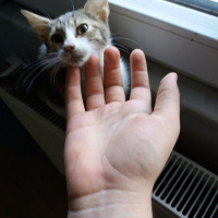 Tekir Kedi, Kedi  karamel fotoğrafı