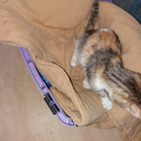 Tekir Kedi, Kedi  karamel fotoğrafı