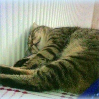 Tekir Kedi, Kedi  yastık fotoğrafı