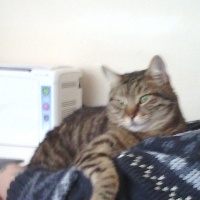 Tekir Kedi, Kedi  yastık fotoğrafı