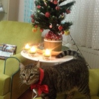 Tekir Kedi, Kedi  yastık fotoğrafı