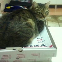 Tekir Kedi, Kedi  yastık fotoğrafı