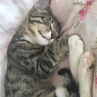 Tekir Kedi, Kedi  Loki fotoğrafı